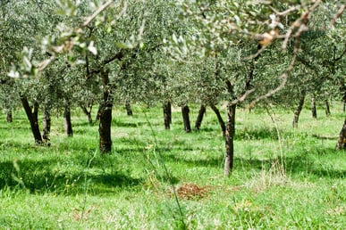 OLIVARES 2