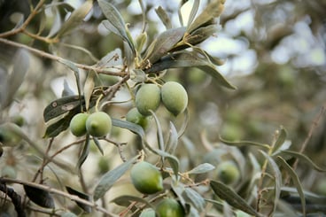 OLIVARES 3